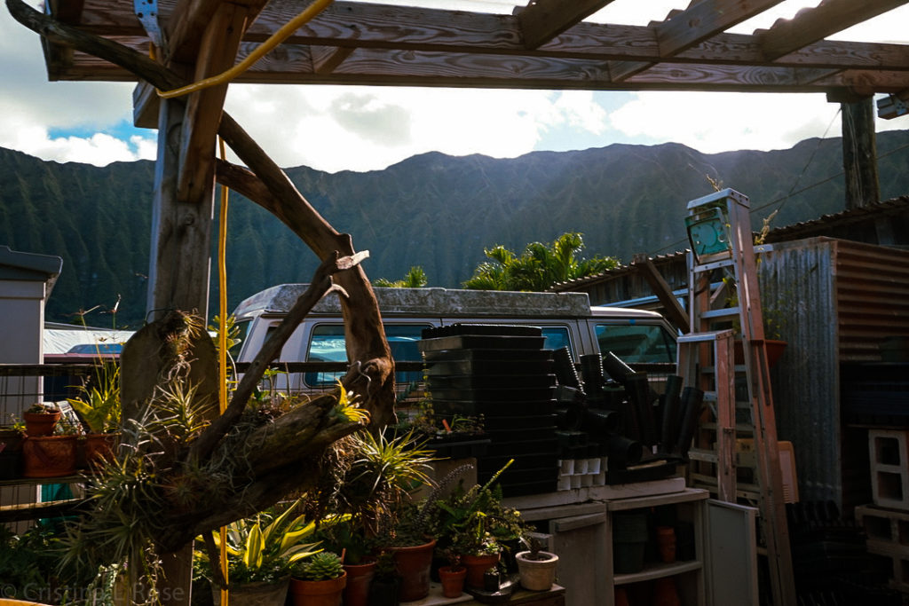 Once Again Hawaii, Waimanalo